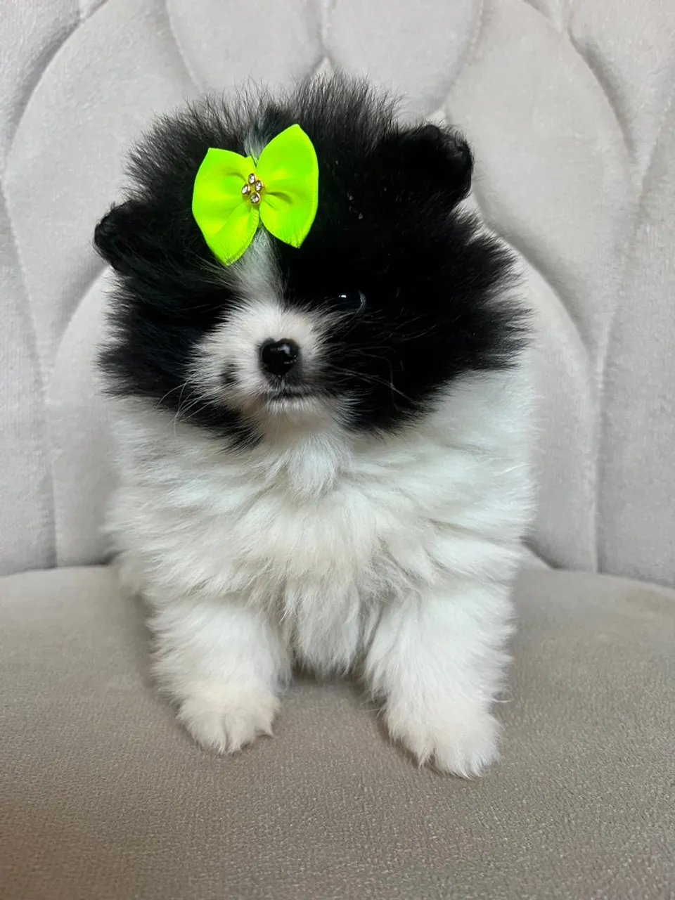 Filhotinha de Lulu da Pomerânia disponível!