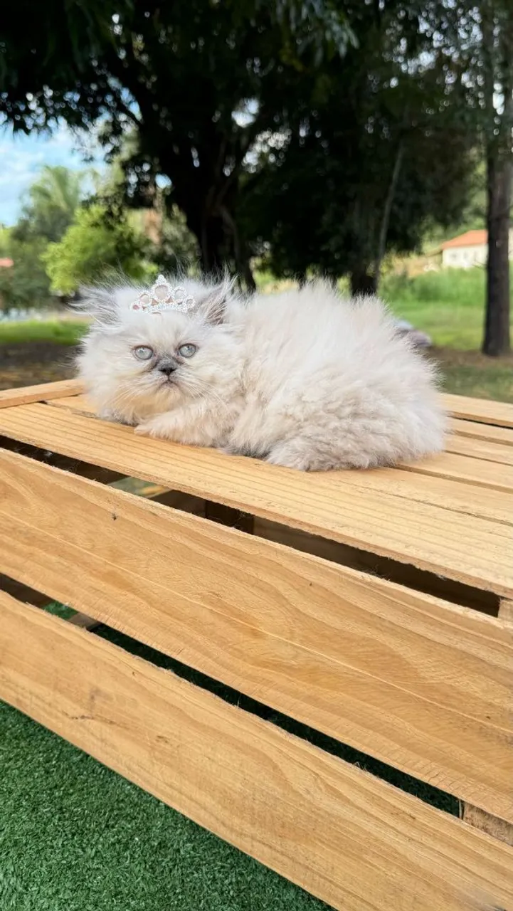 Gatinha Persa Do Himalaio - leve hoje seu bichinho de estimação
