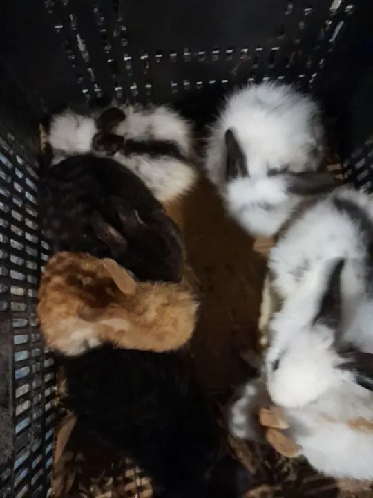 Mini  coelhos fofinhos Lion Head  - Foto 3