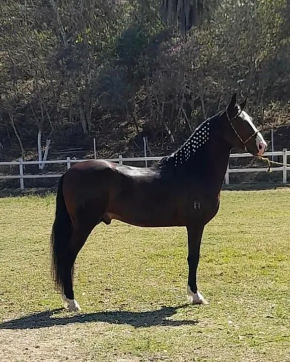 Cavalo M.M Lindo ! Algumas Pistas.