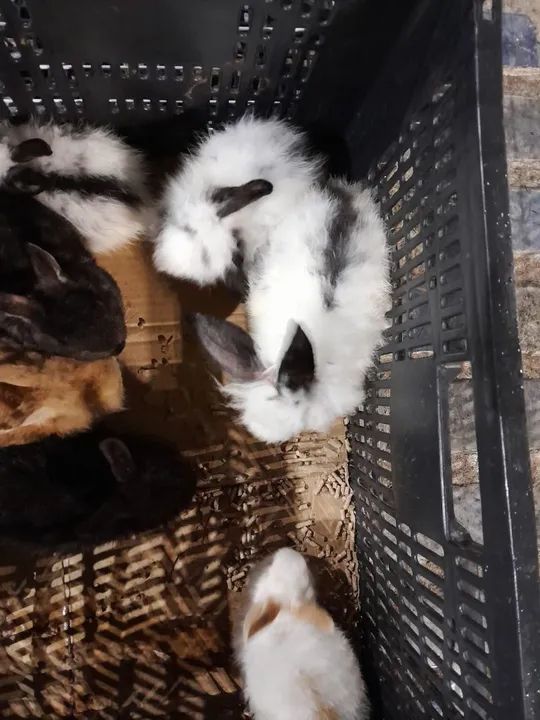 Mini  coelhos fofinhos Lion Head  - Foto 2