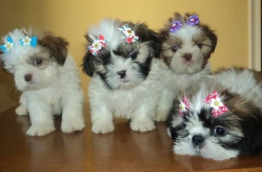 Shih tzu