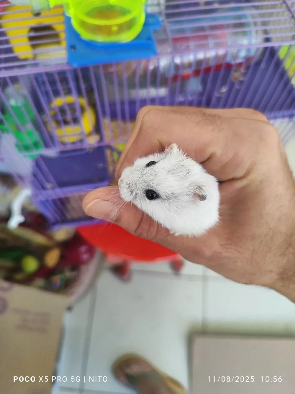 Vende-se 3 hamsters com gaiola. - Foto 2