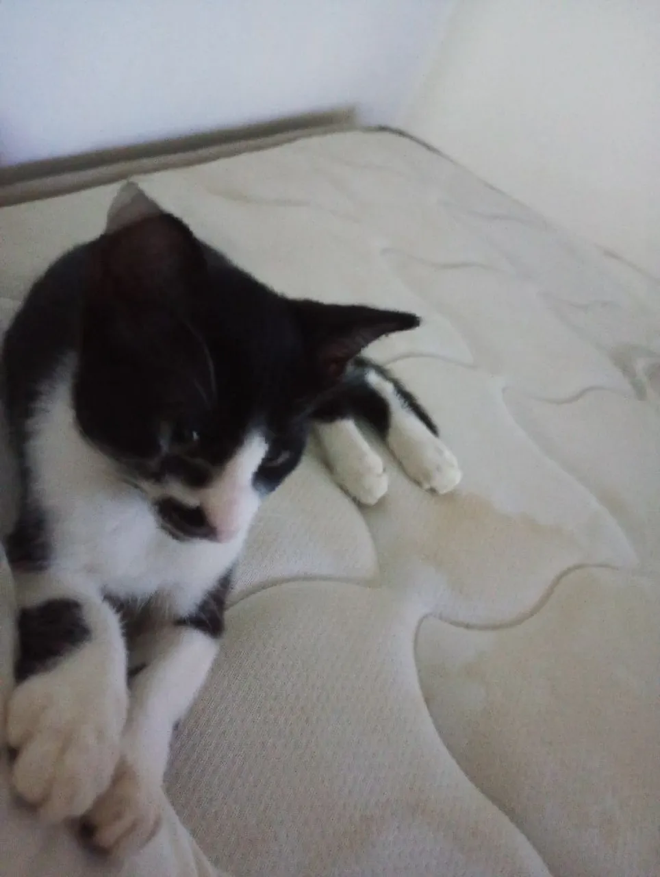 Gatinho preto e branco disponível para adoção