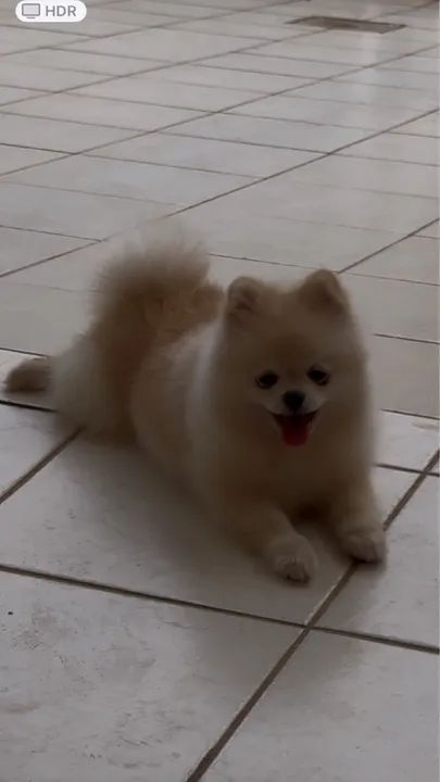 Vendo filhote de spitz 8 meses cor creme, com pedigree em mãos.  - Foto 4