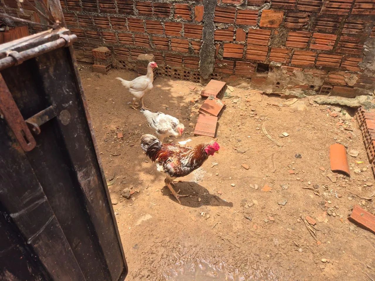 Vendo sete galinha indiana gigante. Cinco galinhas e dois galos. 