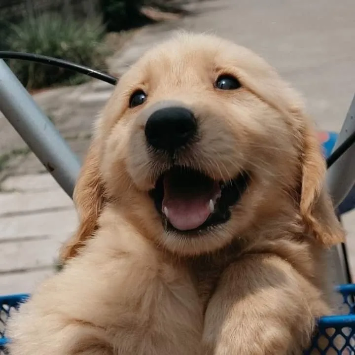 Golden Retriever Parabéns, Meu Amigo Fiel