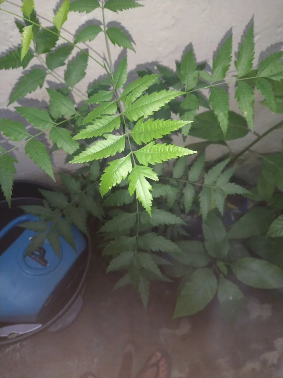 Muda de Neem indiano 1 metro