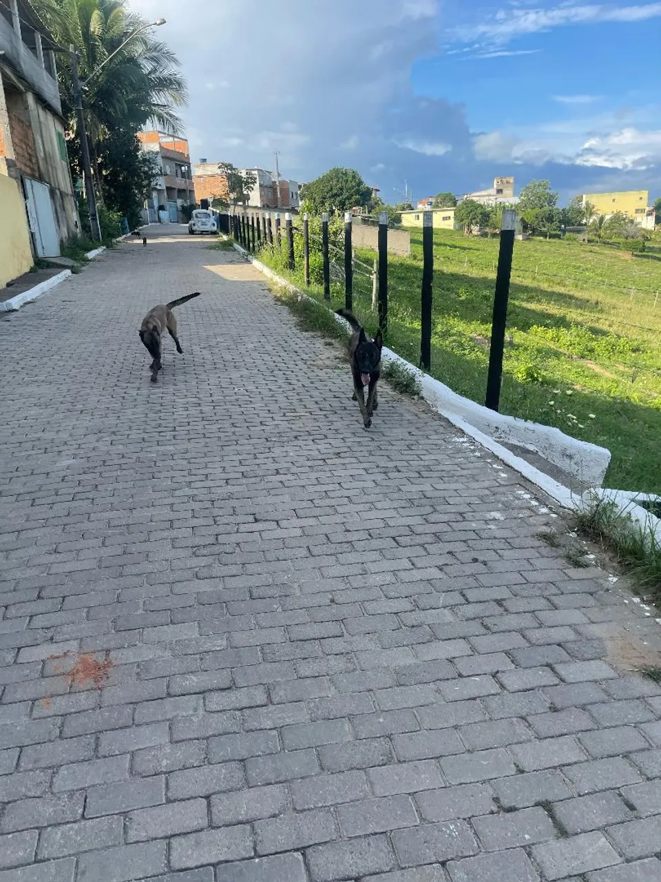 Dois cães belos e saudáveis
