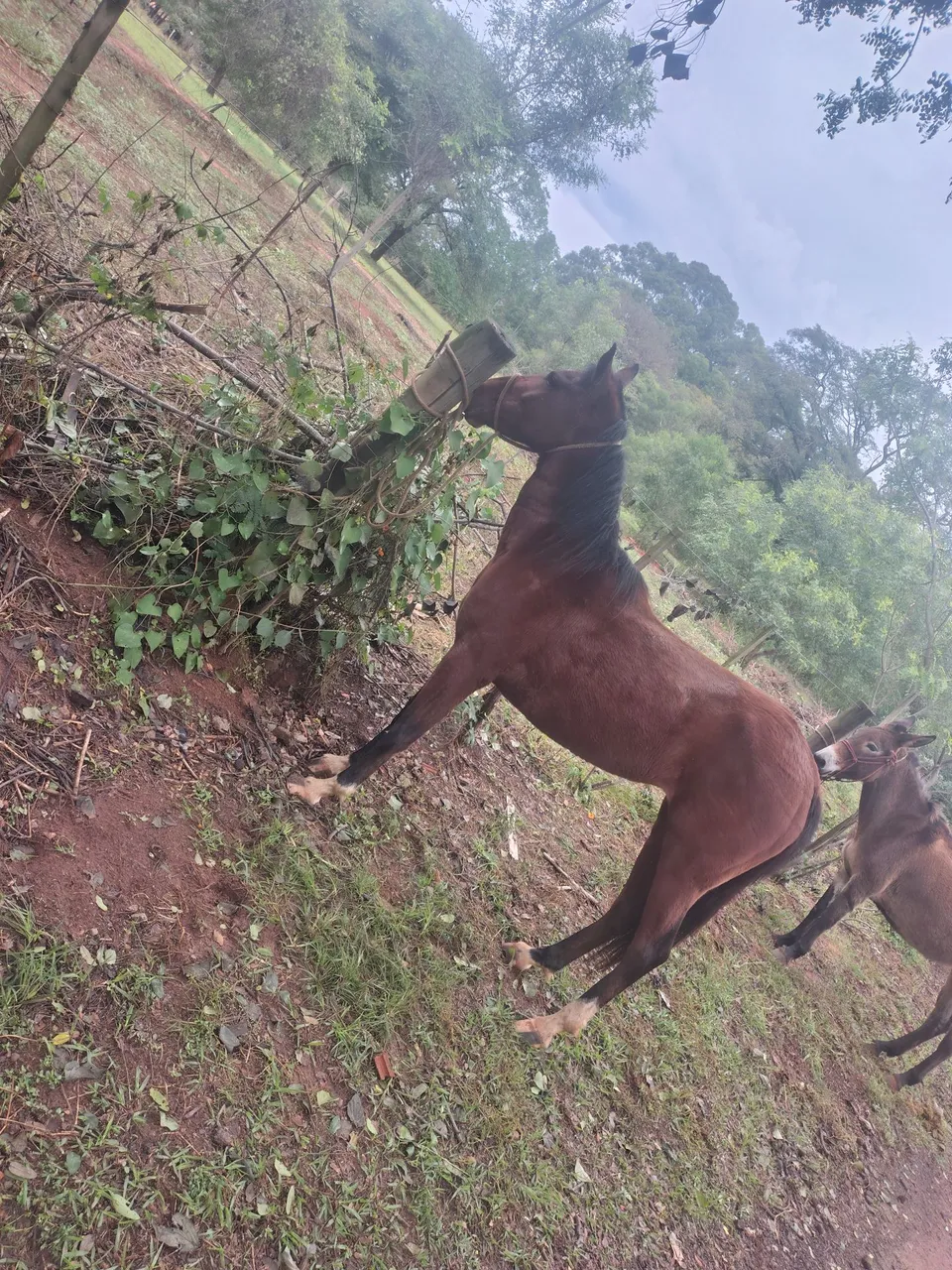 Cavalo