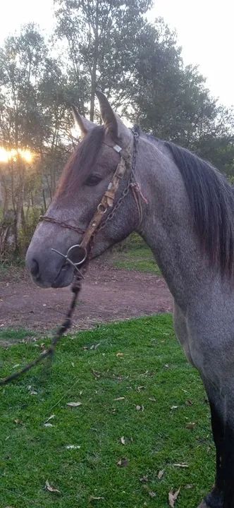 Cavalo Mangalarga Marchador puro registrado  - Foto 3