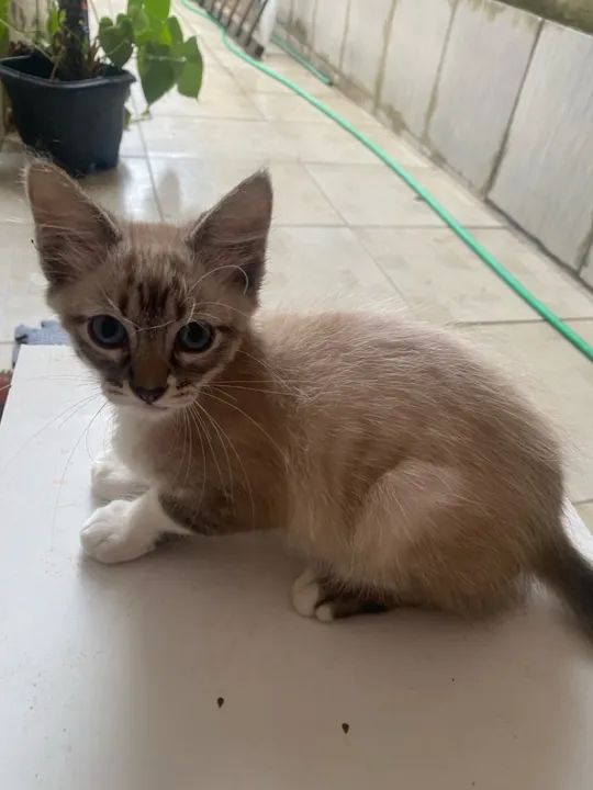 Gatinha linda e carinhosa para adoção
