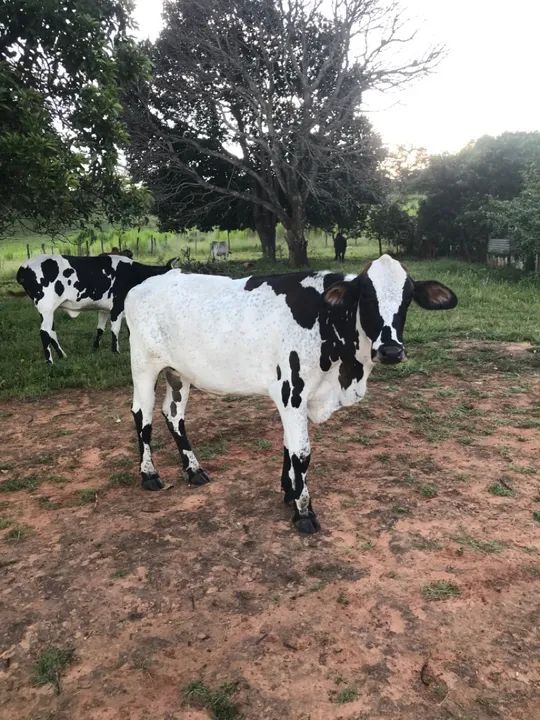 Gado gir e gironda e Jersey, estão e Planaltina go  - Foto 6