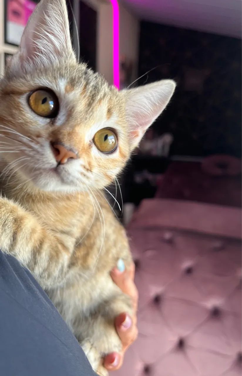 Gatinha linda e amorosa para adoção - Foto 2