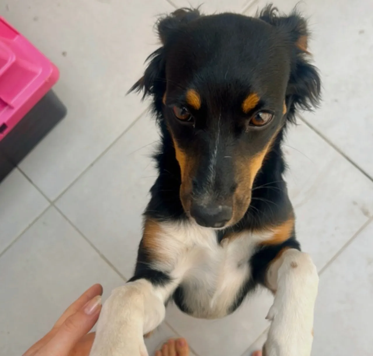 Filhote adorável e esperto para adoção!