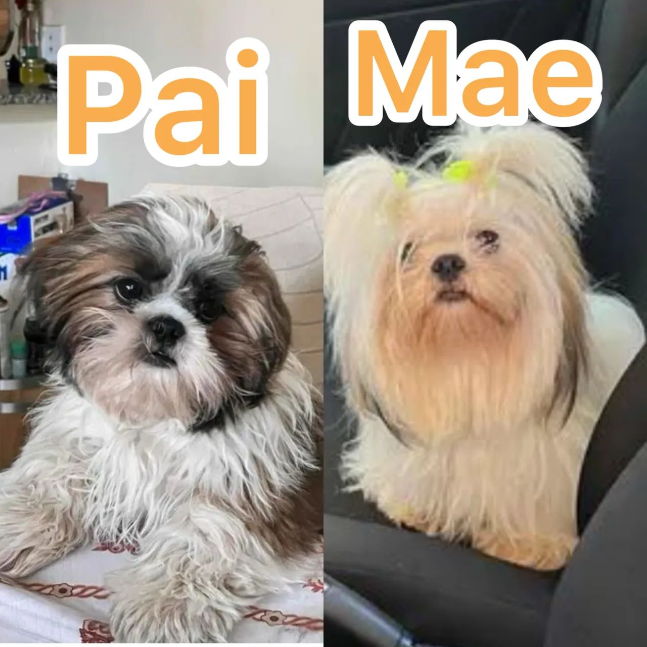 FILHOTES SHIH TZU MACHOS - Prontos para Novo Lar! - Foto 4