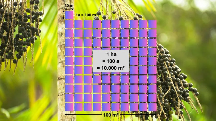 Paraty Espera Por Você - Associe-se Hoje Agricultura Sustentável! - Foto 5