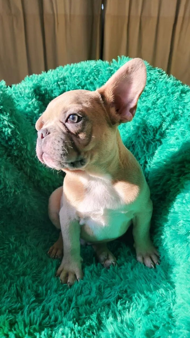 Buldogue Francês / Bulldog Francês - Foto 4