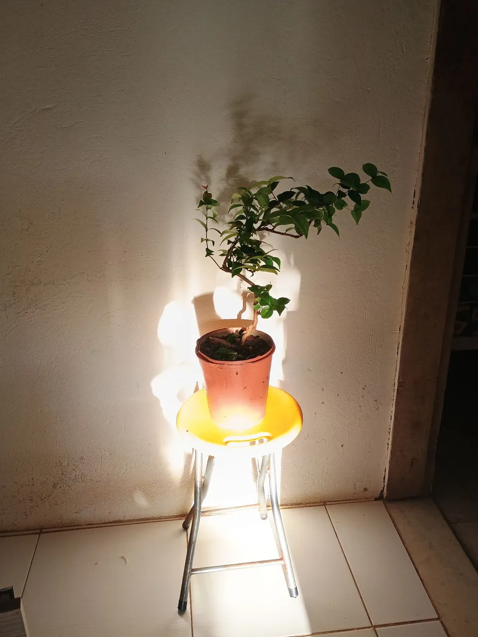 Pitangueira, pre- bonsai, Vaso - Decoração e Charme