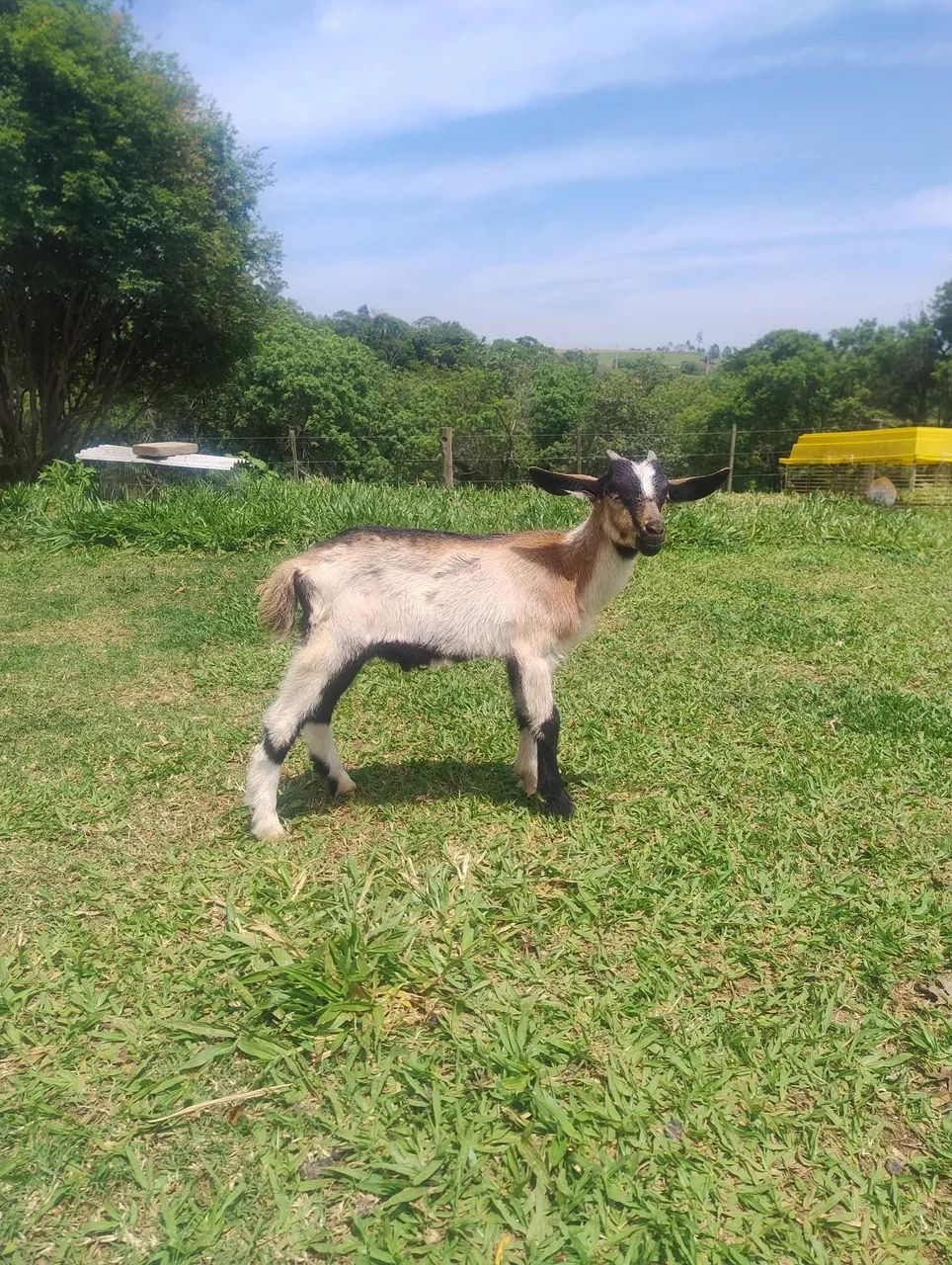 Cabritos 64606908390402123