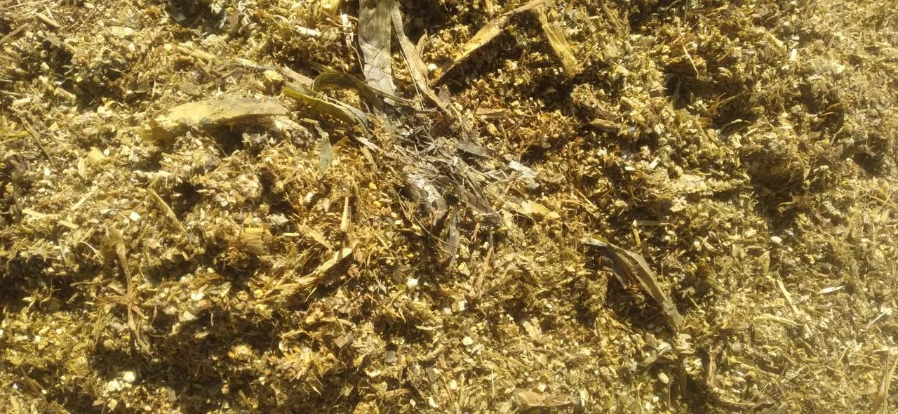 Silo de Milho Inteiro. - Foto 5