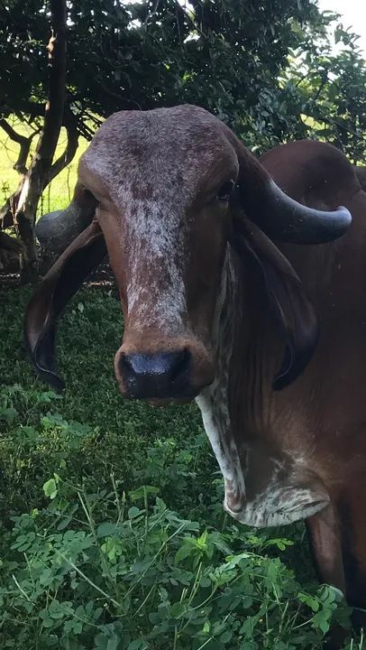 Gado gir e gironda e Jersey, estão e Planaltina go  - Foto 3