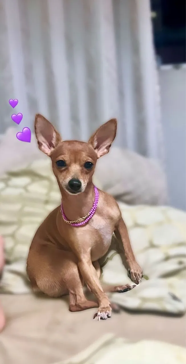 Filhotes de Pinscher N° 1