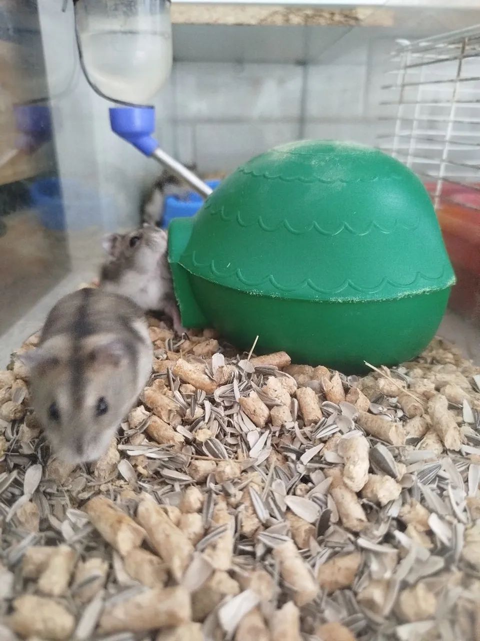 Hamster / Ramster64167789284097123