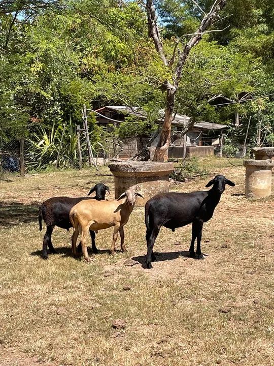 Três carneiros  macho