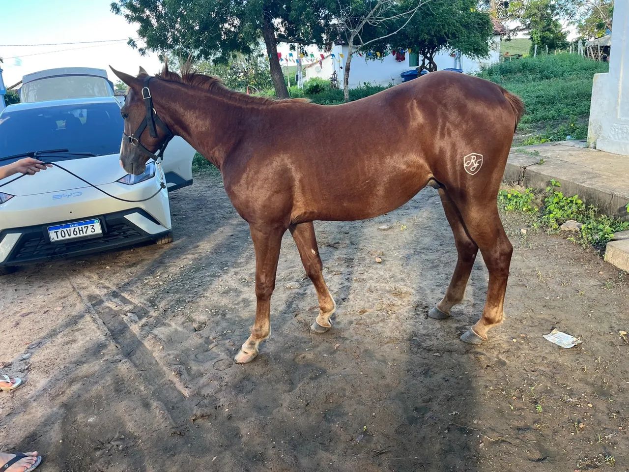 Potro Puro Quarto de milha  - Foto 2