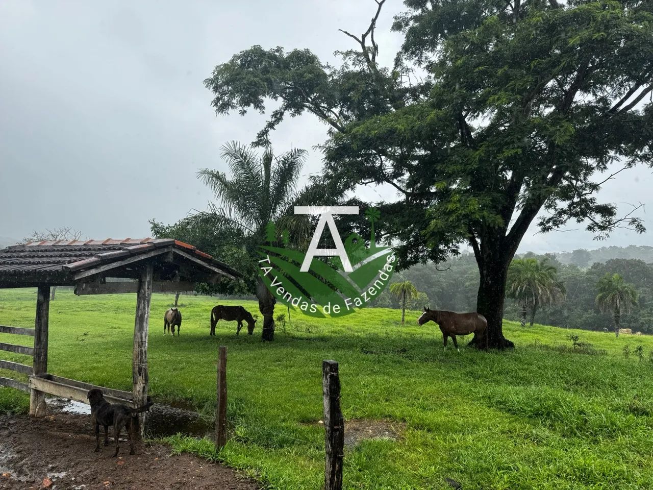 55 alqueires em Goias Velho