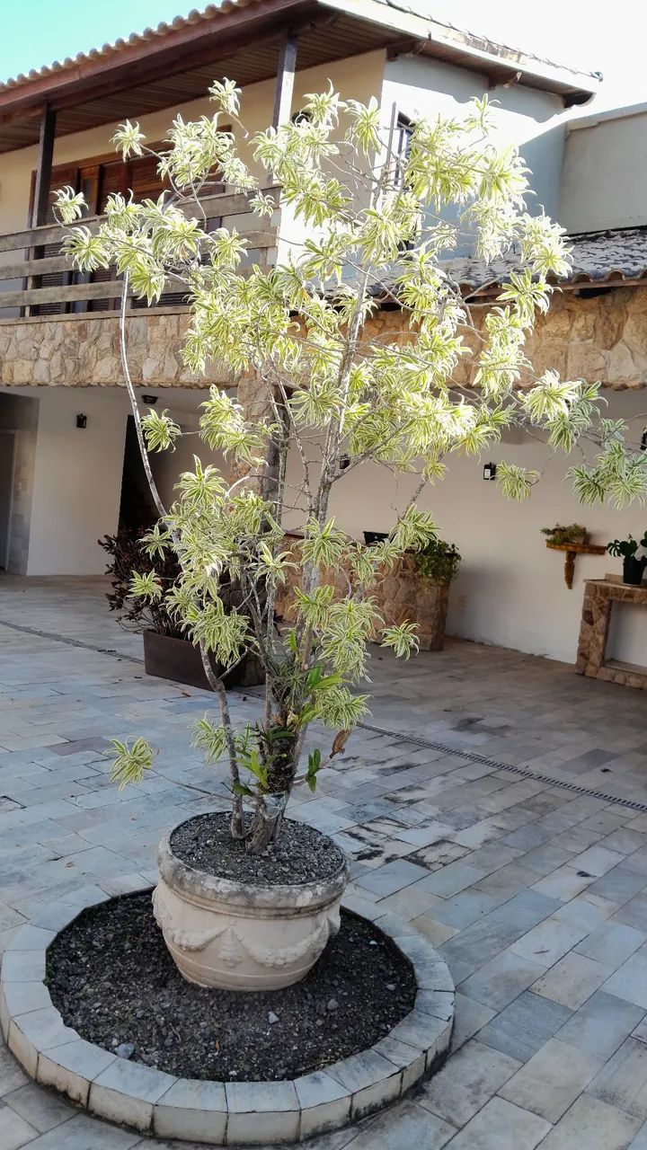 Vaso de planta grande com planta ornamental - Foto 3