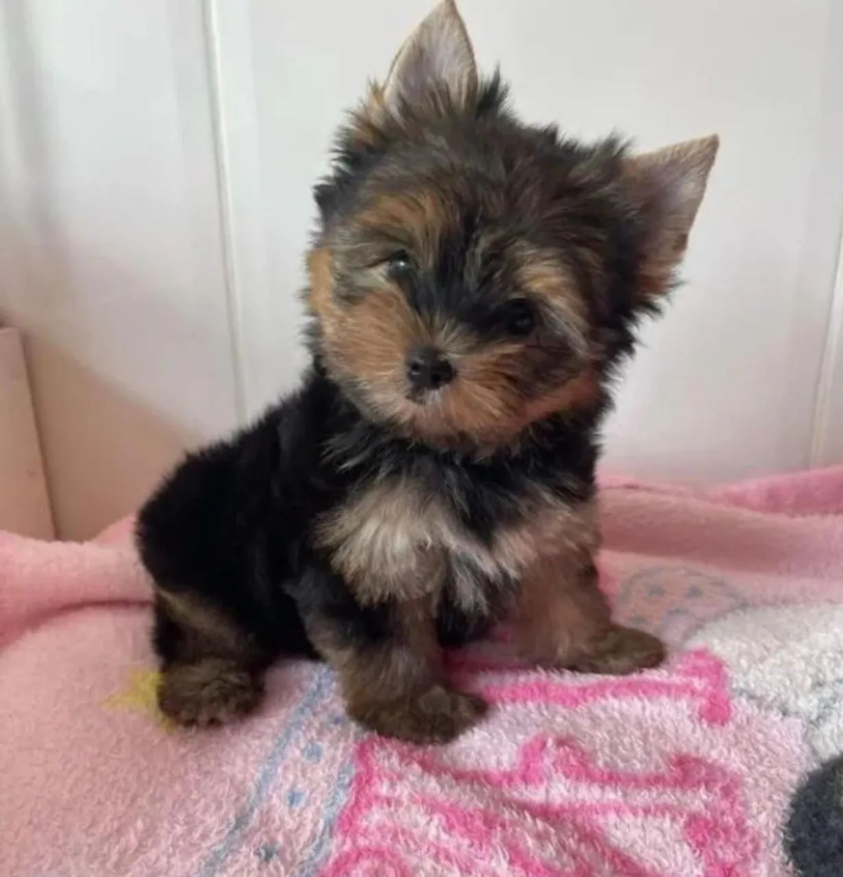 Filhotes Yorkshire Yorkshire Toy Olx Filhotes De Yorkshire Terrier