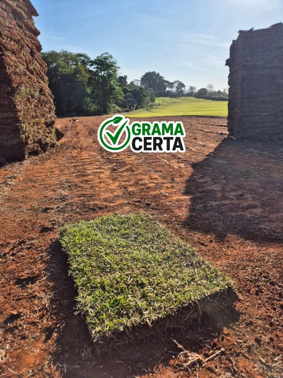 Grama Esmeralda à Venda - Foto 4