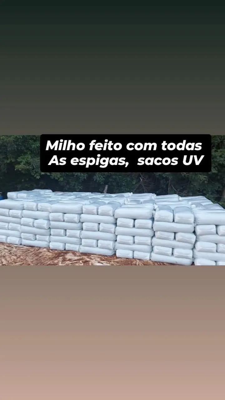 GARANTA SEU SILO DE MILHO PRO VERAO  - Foto 2