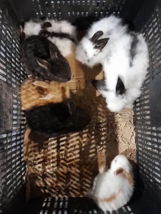 Mini  coelhos fofinhos Lion Head 