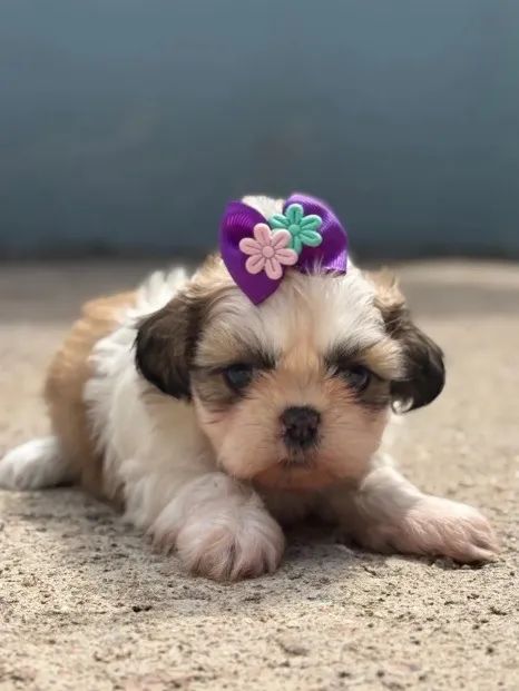 Shih Tzu Mini Europeu - Lindas Princesas Disponíveis - Aceito Cartão  - Foto 2