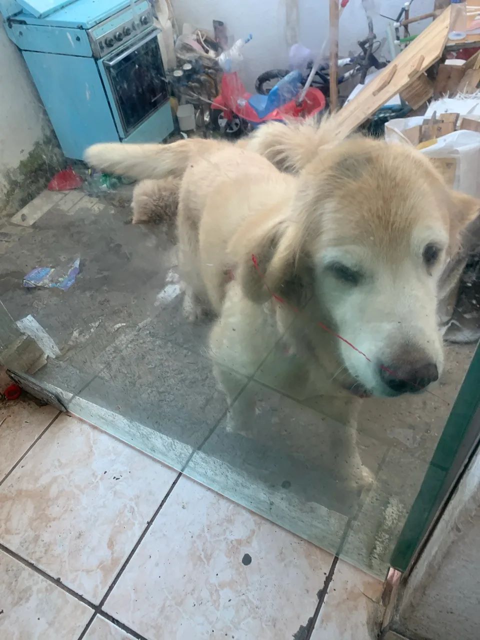 Doa se Golden Retriver - Foto 3