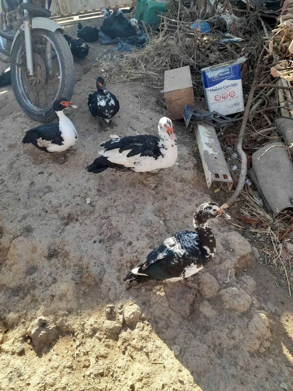 Vendo patos e patas. 