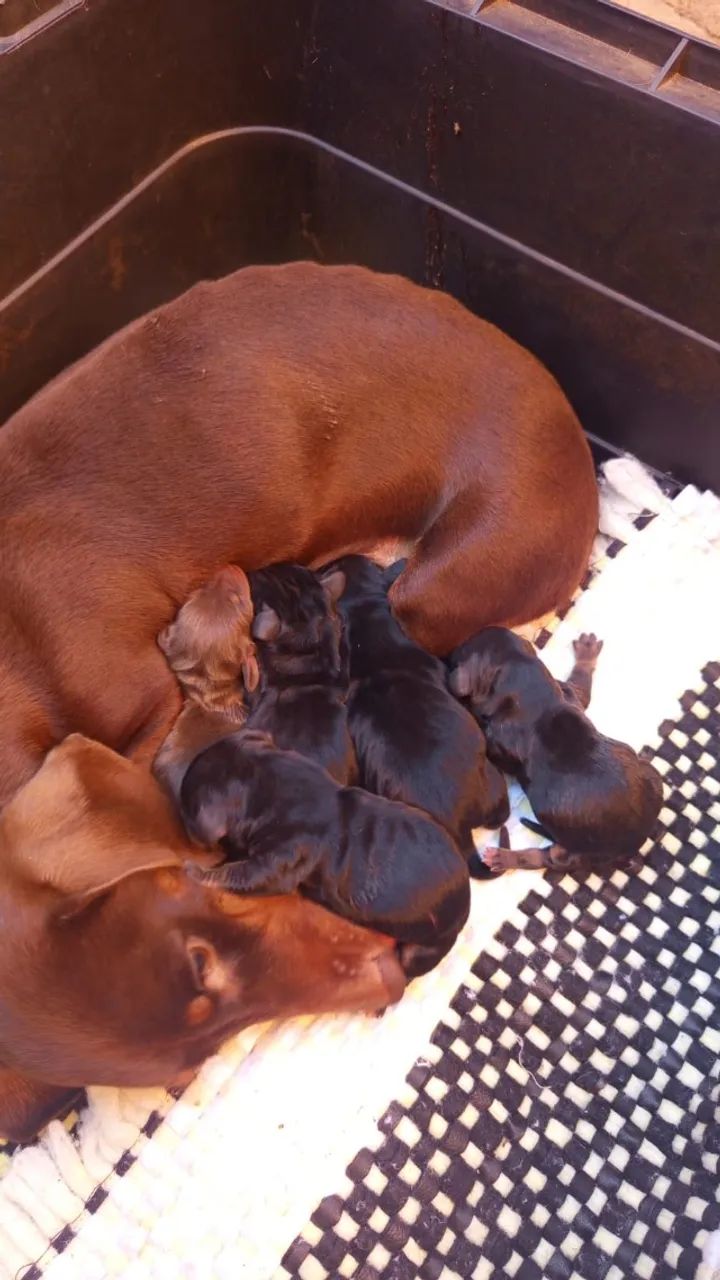 Dachshund 