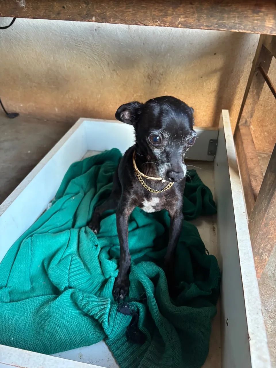 Pinscher minúscula  - Foto 2