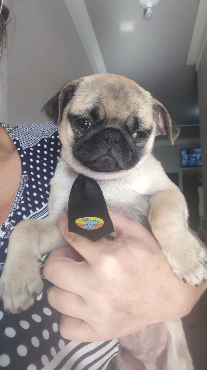 Pug - Foto 3