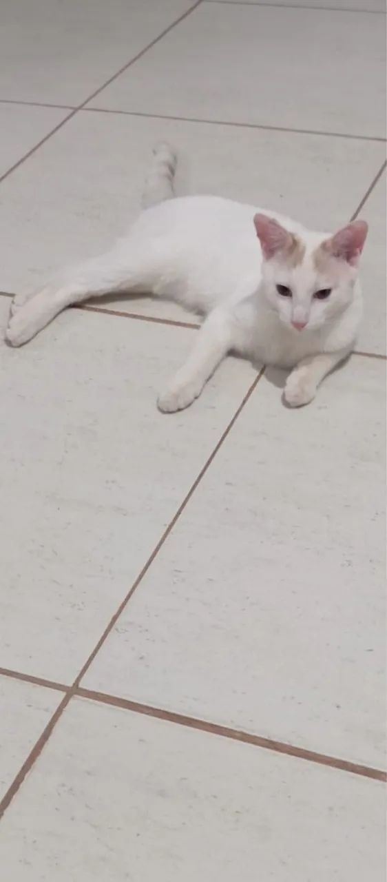 GATOS MACHOS - Foto 2