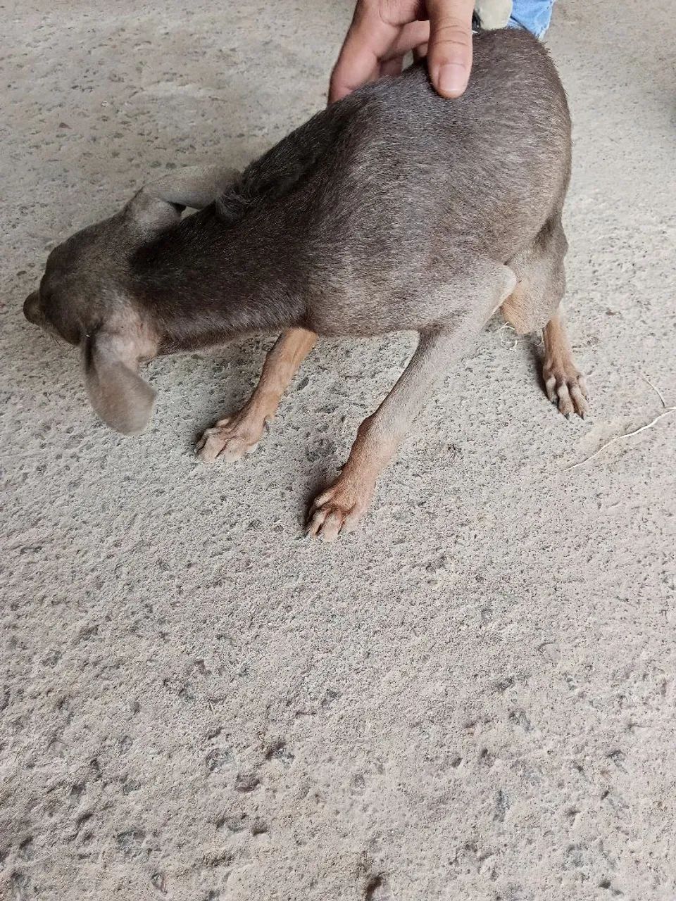 Doação  - Foto 2