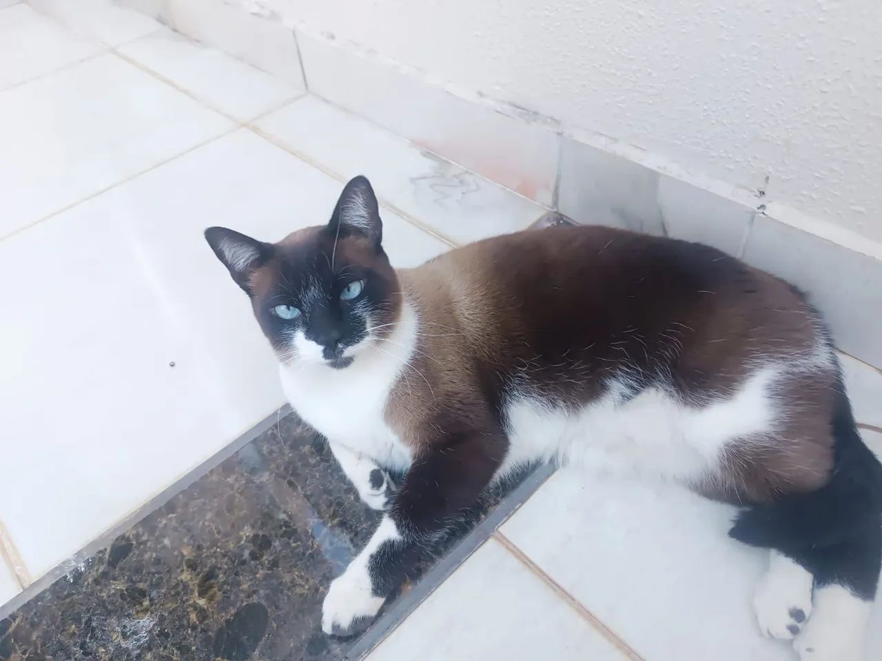 Gato para doação 