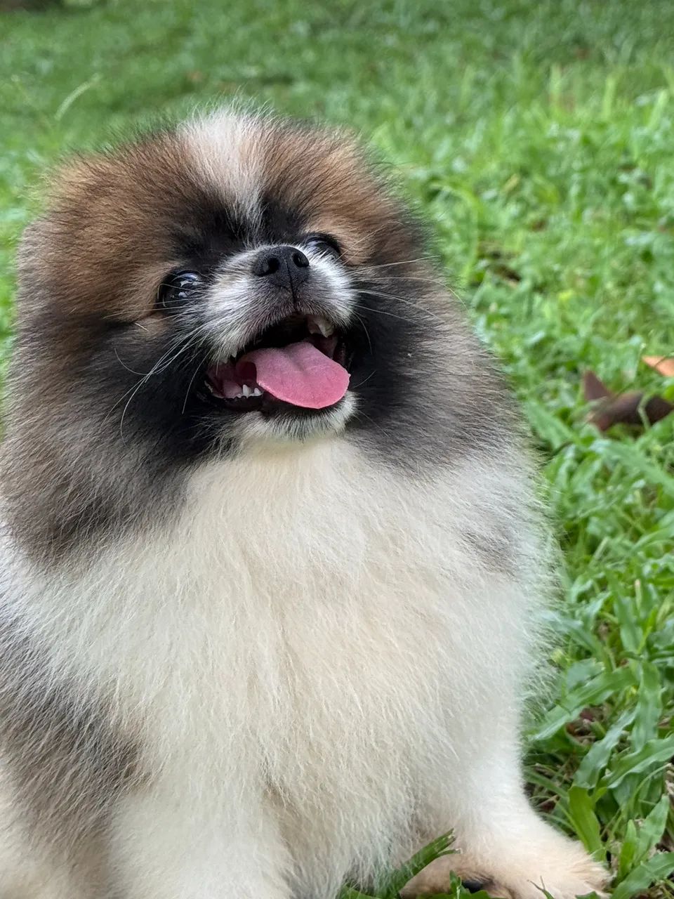 Spitz alemão anão  - Foto 5