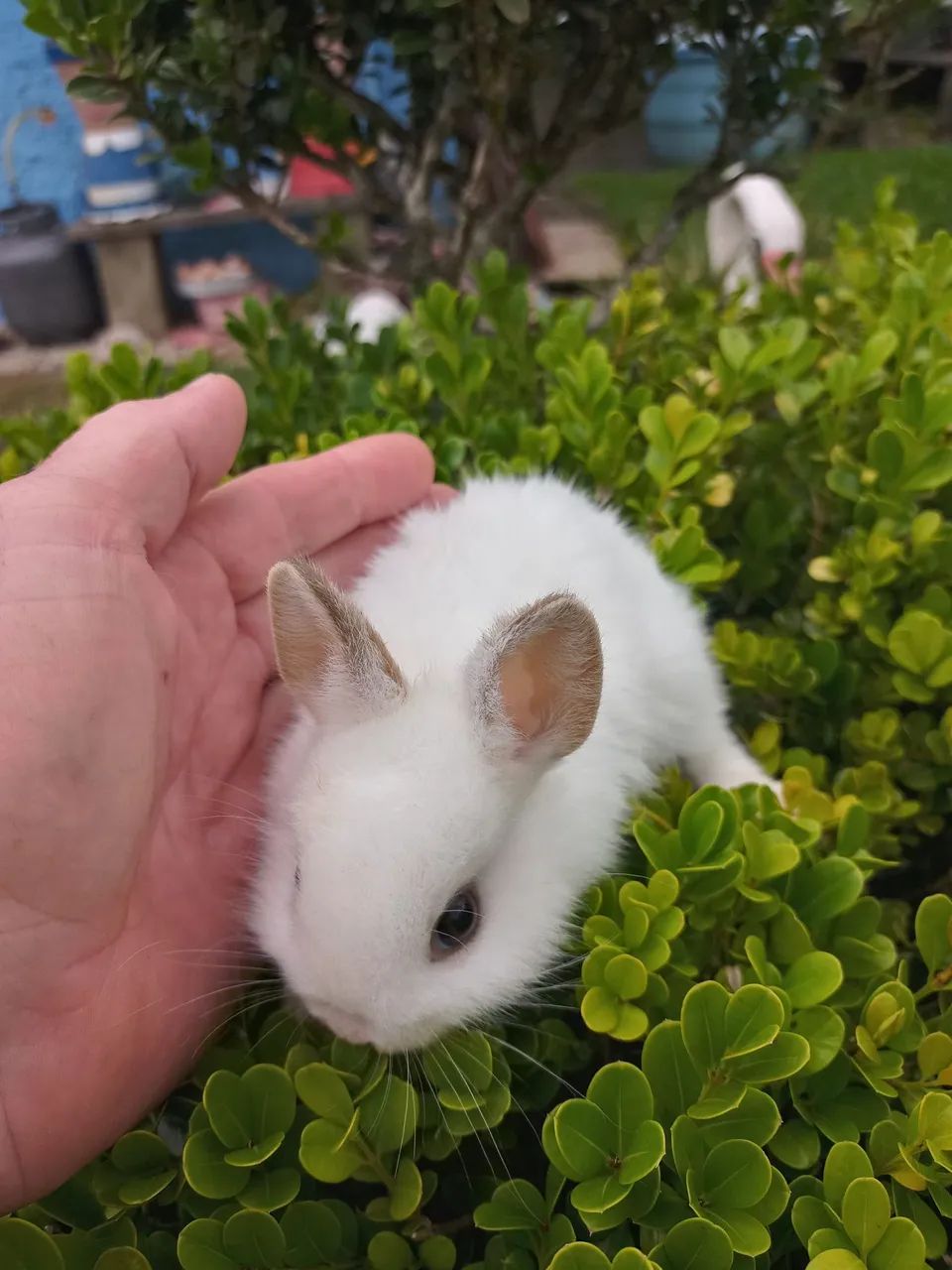 Filhotes de mini coelhos nertland  - Foto 6