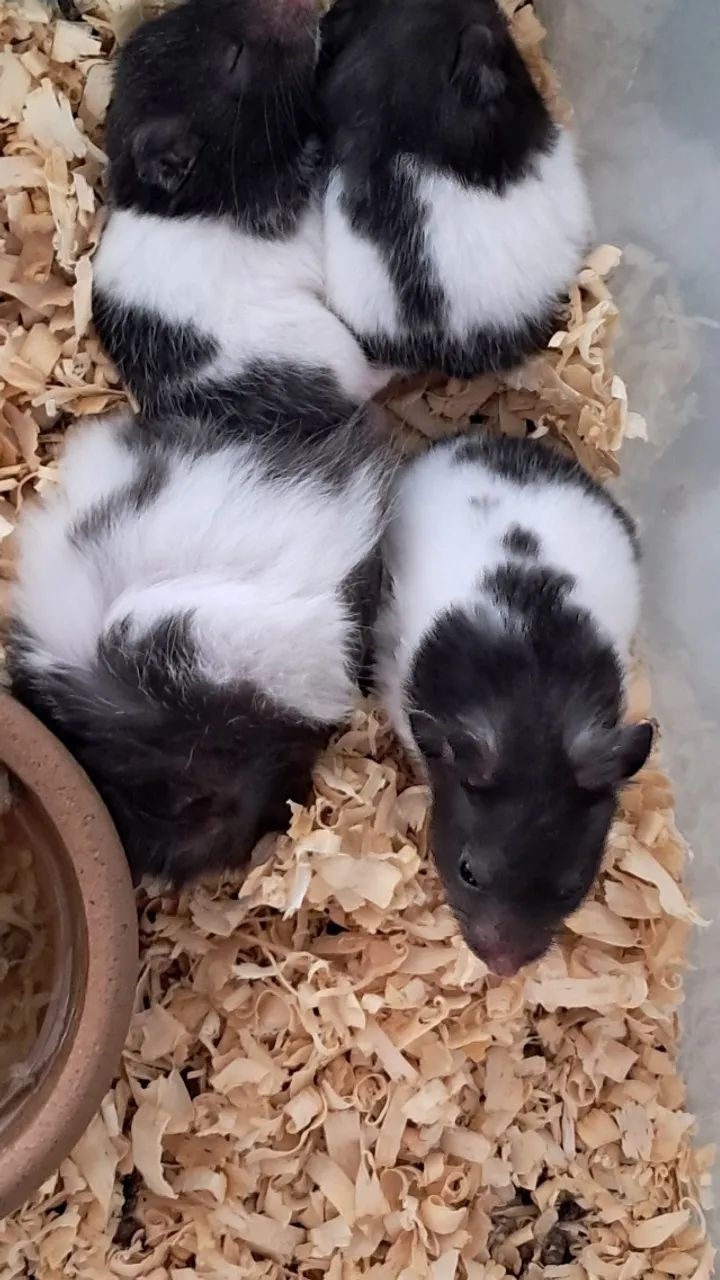 Hamster Sírio - Um pequeno companheiro para grandes momentos! - Foto 4