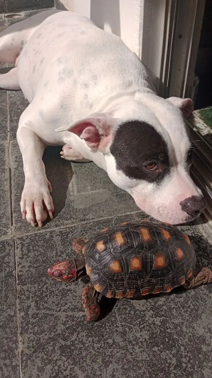 Adoção responsável de pet