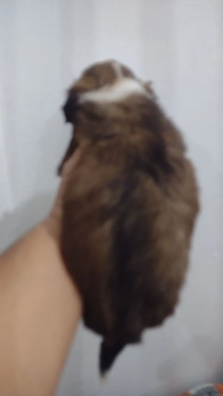 Pet - Foto 3